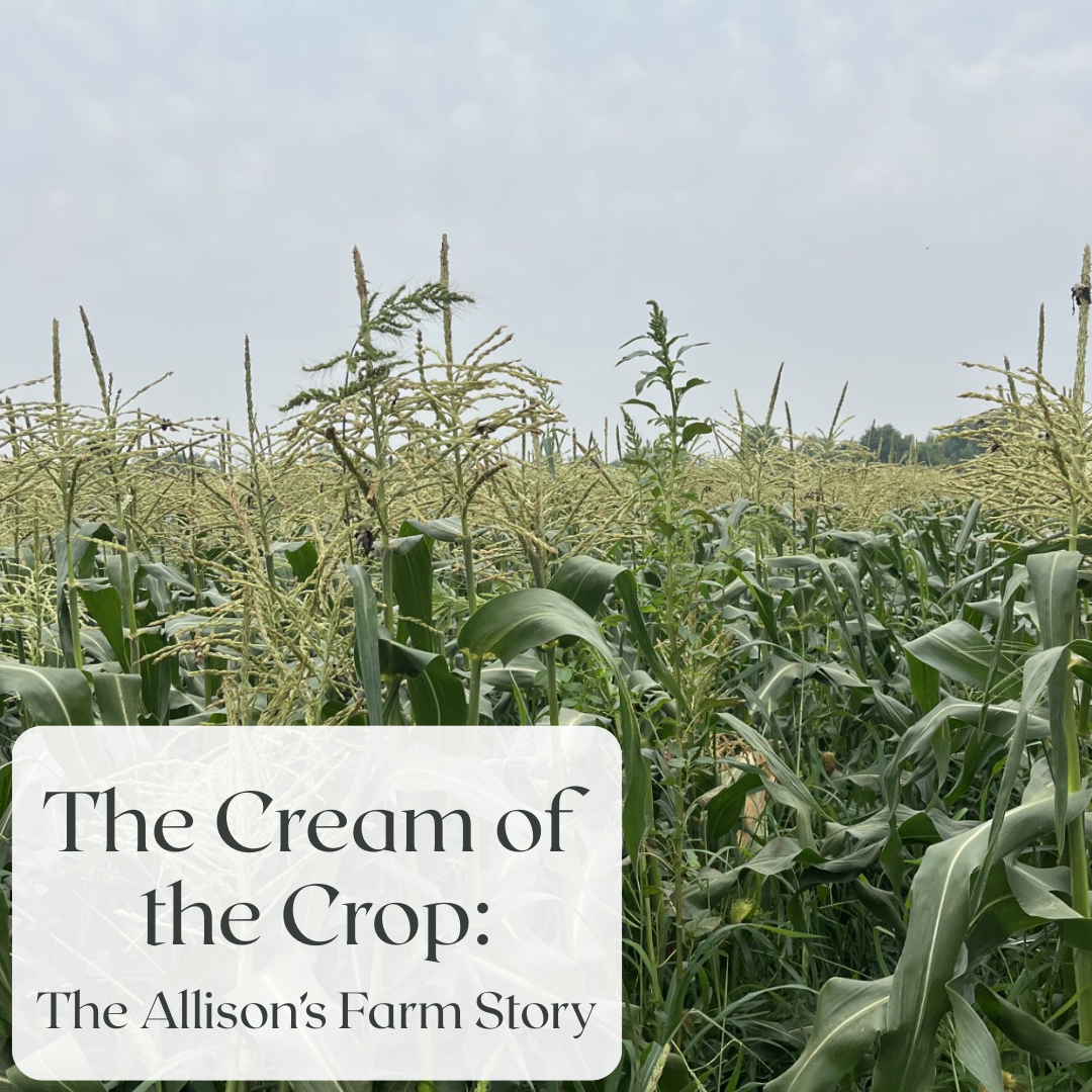 The Cream of the Crop: The Allison's Farm Story